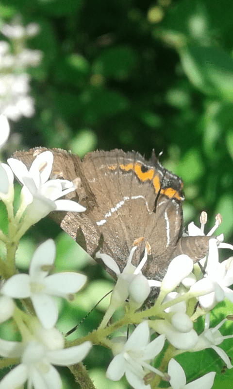 Satyrium w-album (Lycaenidae)?  S